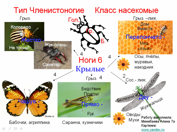 Тип Членистоногие. Отряды насекомых таблица
