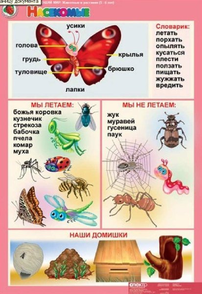 Тип насекомые 7 класс биология