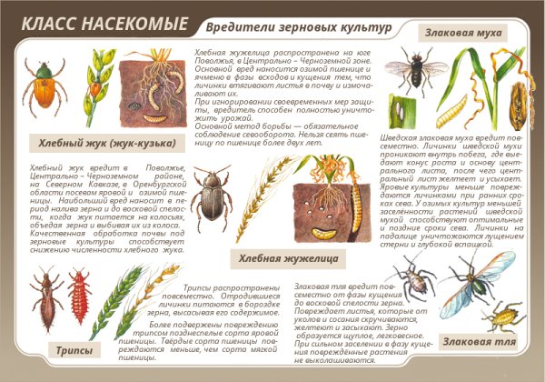 Класс животных насекомые