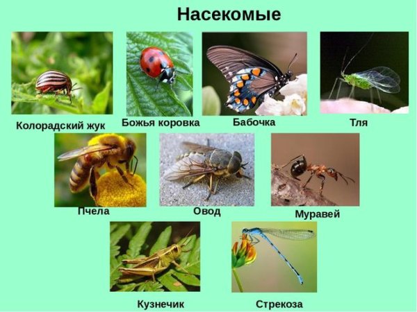 Безопасность летом