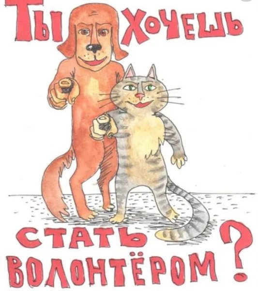 День волонтера животные