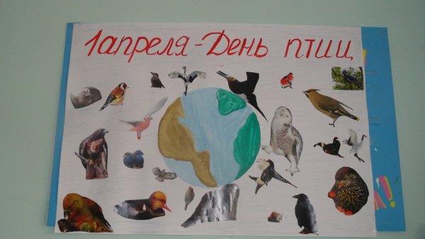 Плакат берегите птиц