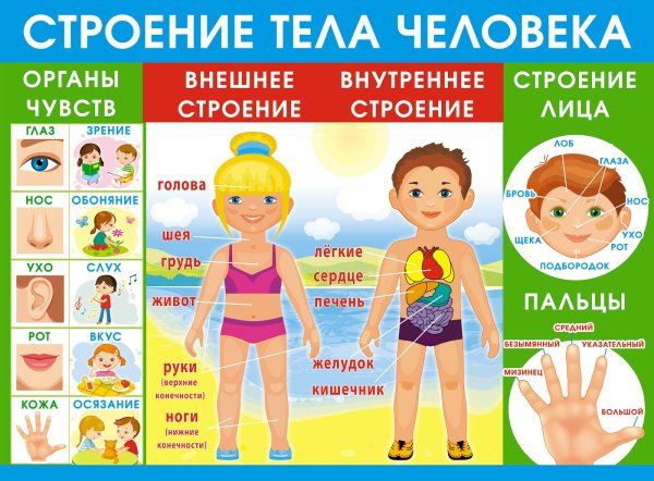 Плакат тело человека для детского сада