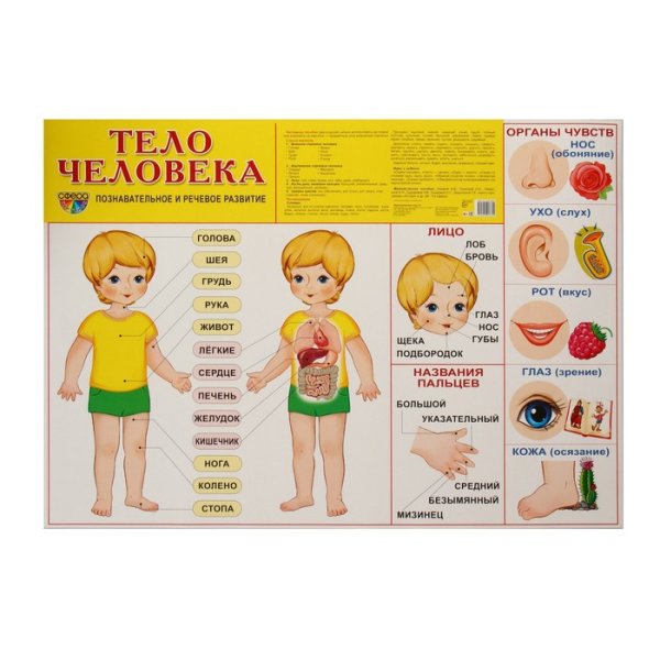Плакат тело человека для детей