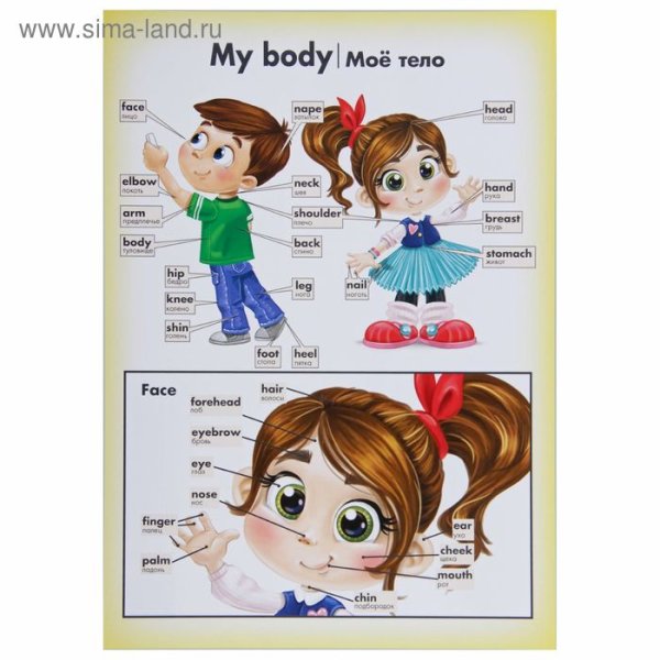Плакат части тела на английском