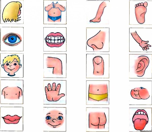 Части тела для малышей