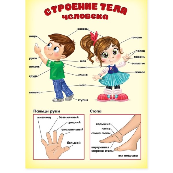 Строение тела человека для дошкольников