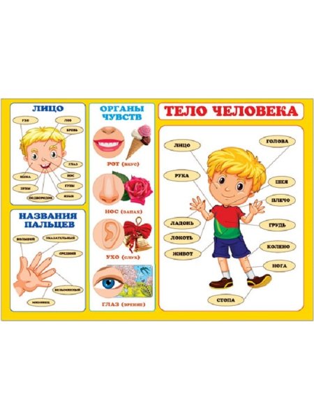 Плакат части тела человека для детского сада