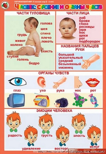 Части тела для детей