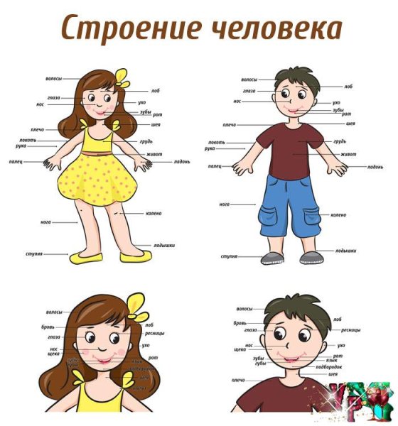 Плакат строение человека для детского сада
