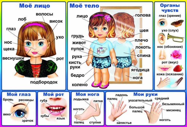 Тело человека для дошкольников
