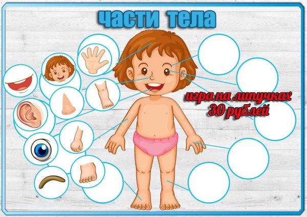 Строение тела для детей