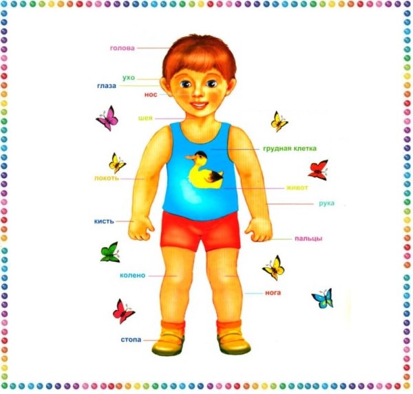 Части тела на английском для детей