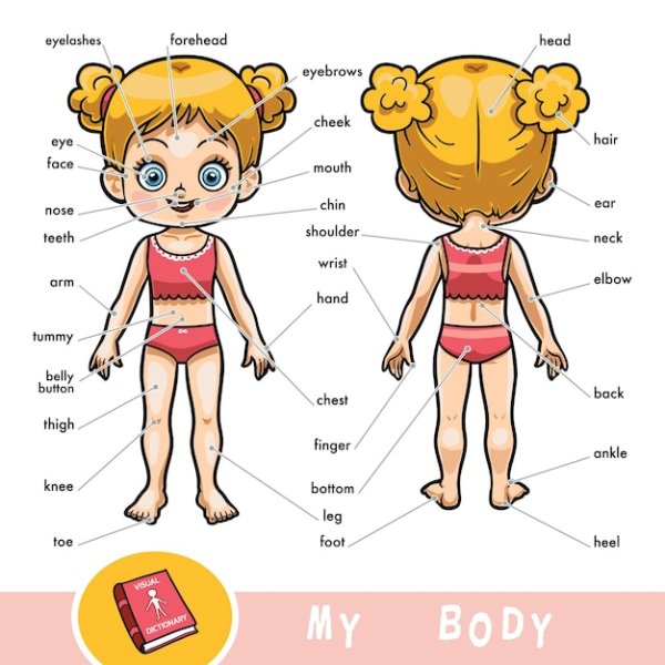 Человечек части тела английский