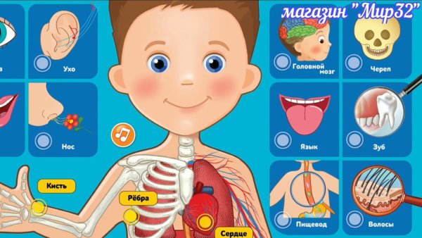 Игра органы чувств для дошкольников