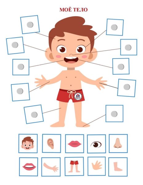 Тело человека для детей в детском саду