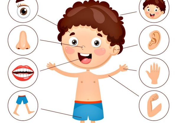 Части тела внешние для детей