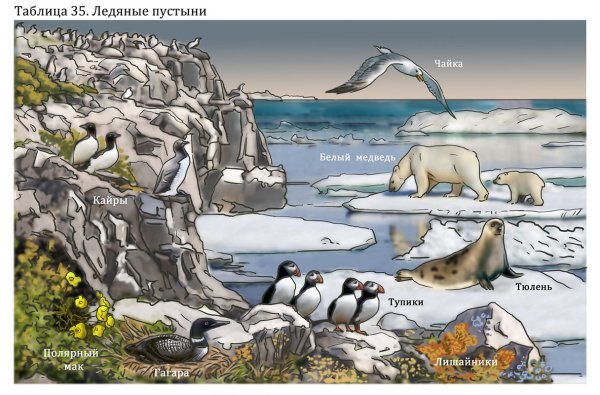 Экосистема арктических пустынь