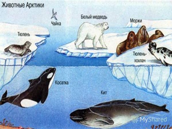 Зона Арктики рисунок