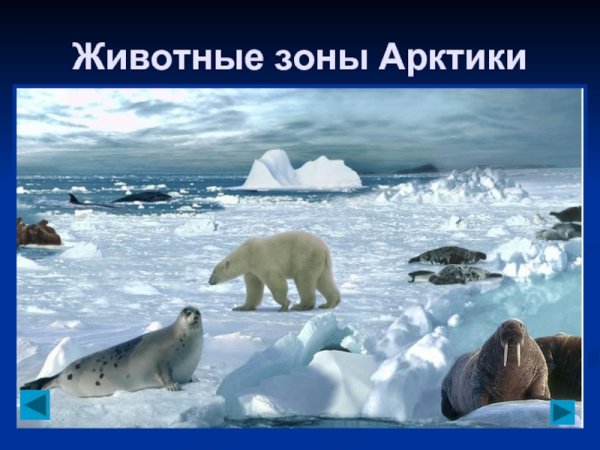 Зона арктических пустынь слайд