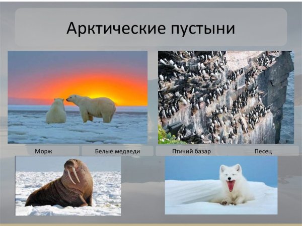 Природные зоны арктические пустыни животные