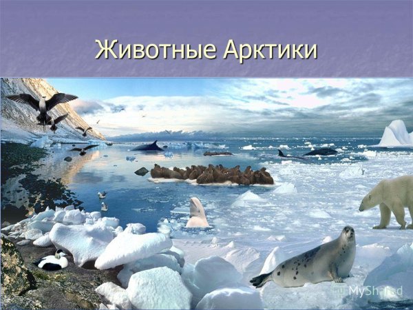 Северный полюс Арктика животные