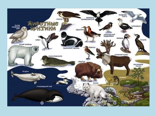 Арктика животные Арктики и Антарктики