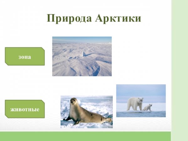 Природная зона Арктики 4 класс окружающий мир