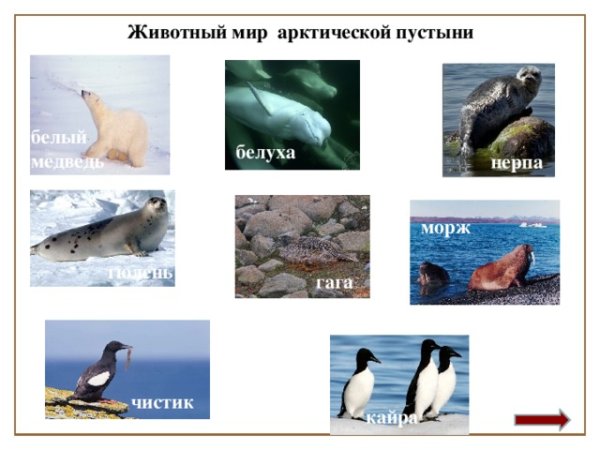 Животный мир арктической пустыни