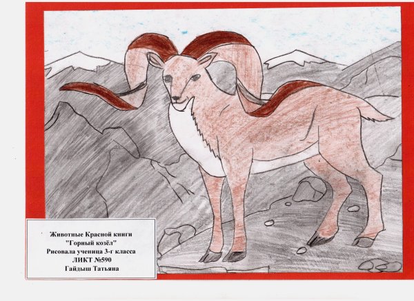 Нарисовать животное из красной книги