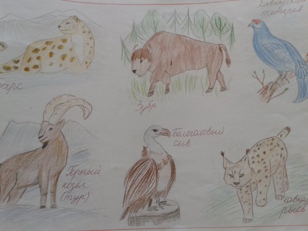 Животные красной книги рисовать