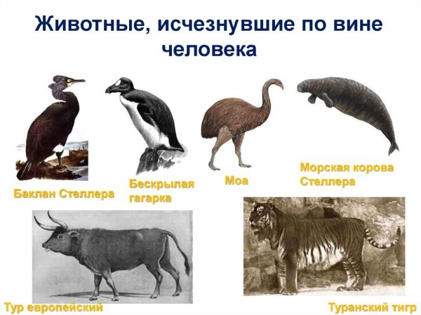 Животные исчезнувшие по вине человека