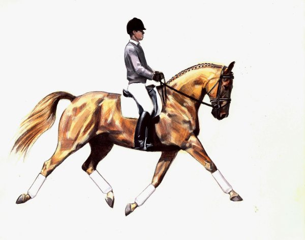 Конный спорт карандашом