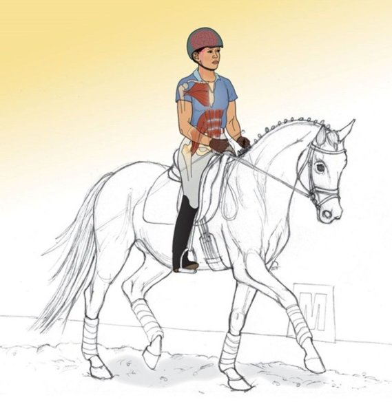 Конный спорт Заголовок