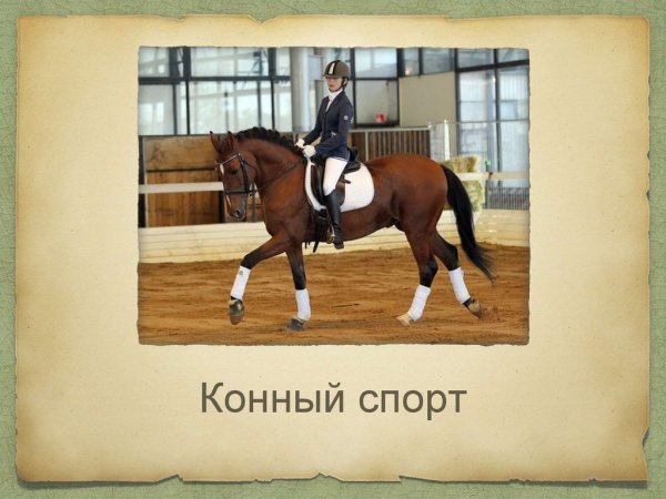 Конный спорт значок