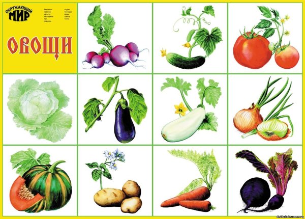 Овощи и фрукты наглядный материал