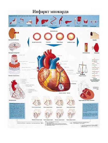 Анатомия ССС человека