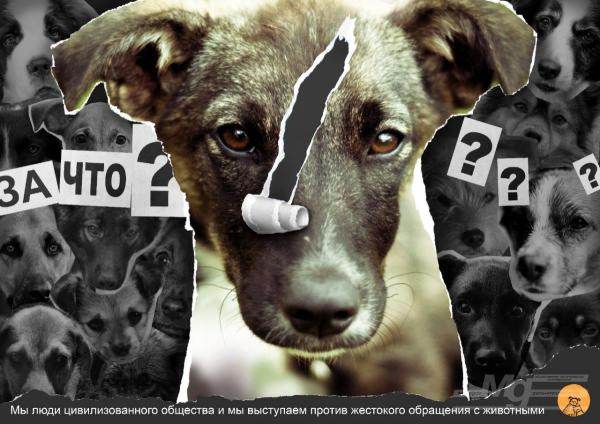 Социальная реклама против жестокого обращения с животными