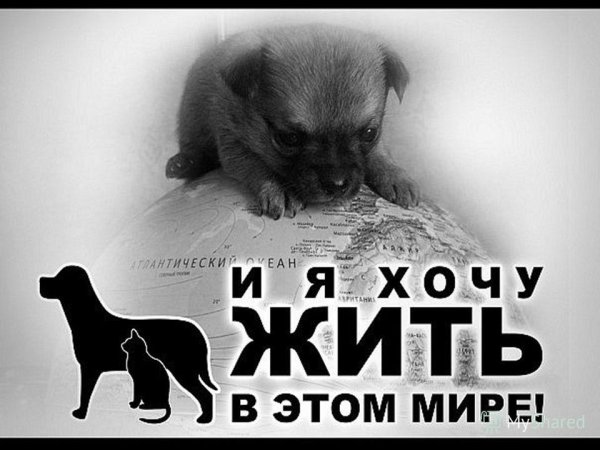 Защита бездомных животных