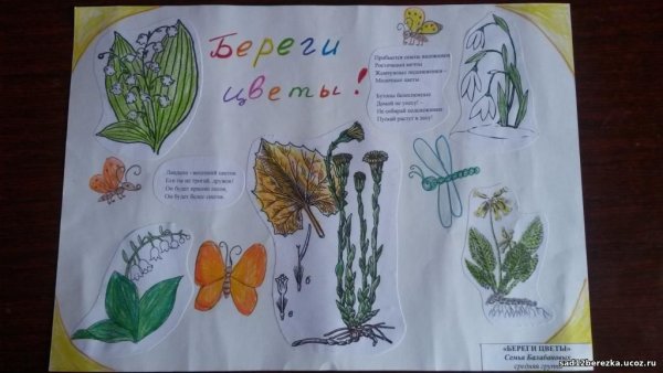 Плакат на тему защита дикорастущих растений