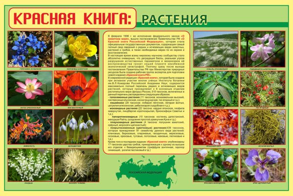 Растения красной книги плакат