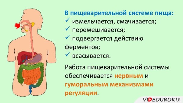Презентация на тему пищеварение