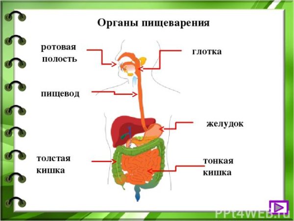 Ротовая полость пищеварительная система схема