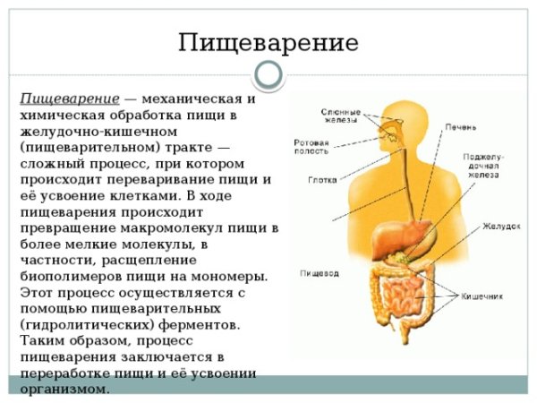 Пищеварительная система и процесс пищеварения