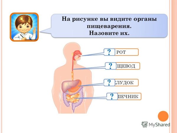 Пищеварительная система человека Ментальная карта
