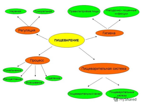Пищеварительная система схема школа России 3 класс