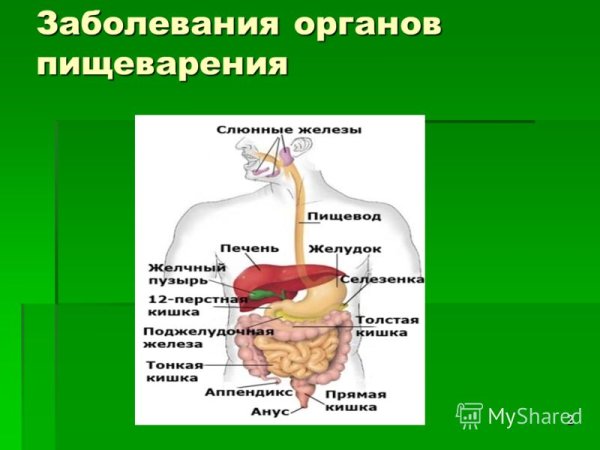 Органы пищеварительной системы