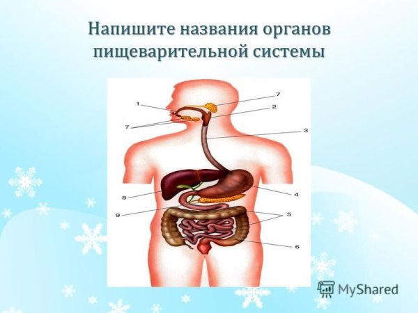 Плакат органы человека