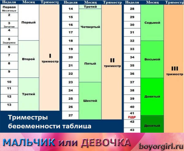 Первый второй третий триместр беременности по неделям