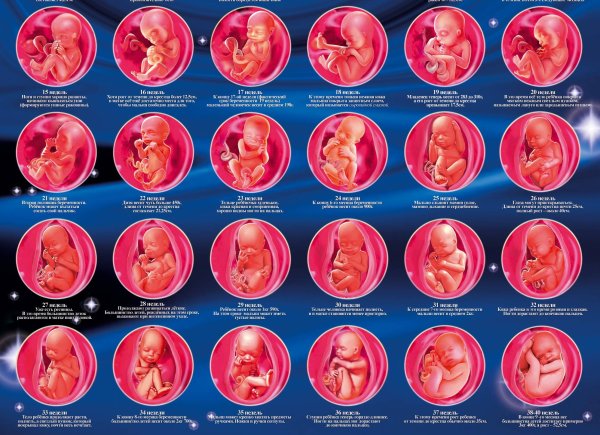 38 Неделя беременности вес